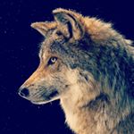 Profile Picture of David Alejandro Pinzon Gonzale (@davidpinzon12) on Instagram