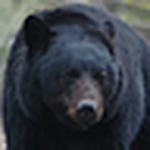 Jerry Taylor - Flickr Profile Picture of Jerry Taylor (@blueeyedbear1953) on Flickr