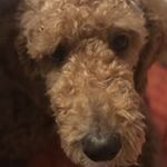 Profile Picture of Laurence raymond (@laurenceraymond1) on Instagram