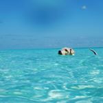 Profile Picture of Lucas #fox Terrier Wire (@lucas_cozu) on Instagram