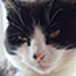 Profile Picture of Janet Thomas (@littlegem2000) on Flickr