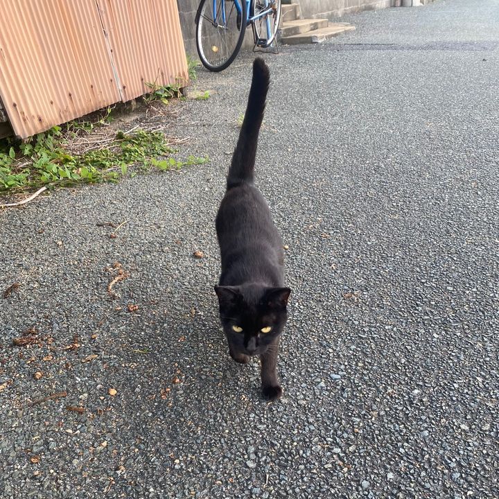 Profile Picture of Adam’s Apple (@adamsan441) on Tiktok