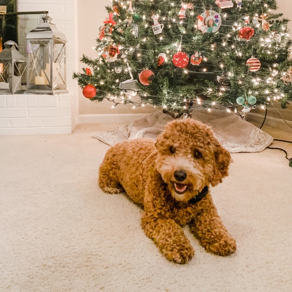 Profile Picture of Ashley Chorpenning (@a_chorpenning) on Poshmark