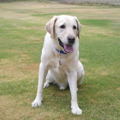 Profile Picture of Kenneth Tu (@kennethtu) on Twitter