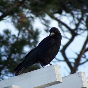 Profile Picture of Andrew Sisock (@216229473) on Myspace