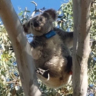 Profile Picture of Alex Jiang (@AlexKoalaMan) on Twitter