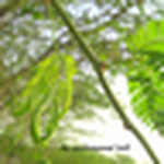 Profile Picture of Mhmad Lutfi (@mohammed lutfi) on Flickr