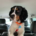 Profile Picture of brady (@vt_springer) on Instagram