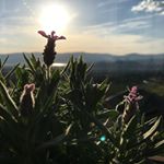 Profile Picture of Laurie Sinclair (@stellarviewbnb) on Instagram
