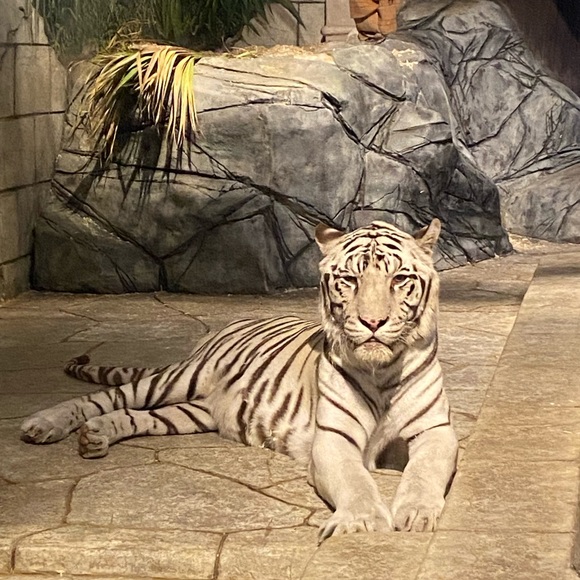 Profile Picture of Ruby Torres (@rubyt6033) on Poshmark