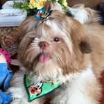 Profile Picture of Benjamin Matias (@shihtzu.benjamin) on Instagram