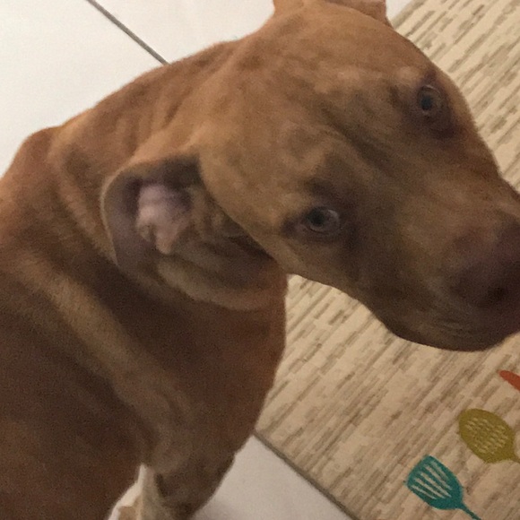 Profile Picture of Nicholas Maldonado (@nicky_305) on Poshmark