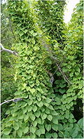 Profile Picture of Dioscoreaon Wikipedia