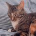 Profile Picture of Namfah Pibulsonggram (@npibulsonggram) on Pinterest