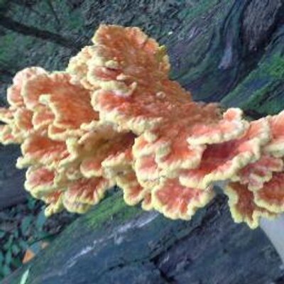 Profile Picture of Holly Scott (@HollyScott32) on Twitter