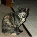 Profile Picture of melissa rezac (@melissar9162) on Pinterest