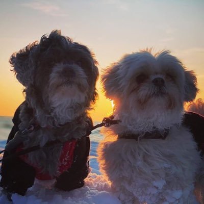 Profile Picture of Mary Marchese (@marymarchese16) on Twitter