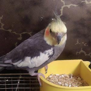 Profile Picture of amir nazemi79 (@matinh007) on Tiktok