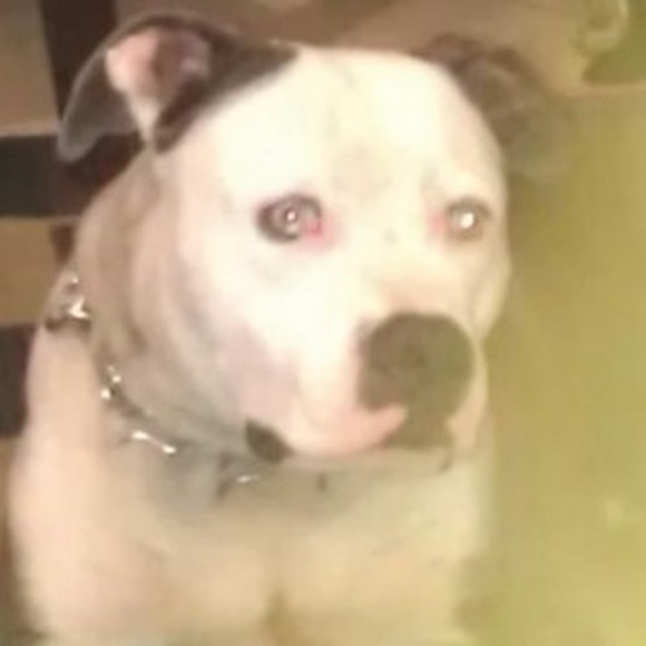 Profile Picture of Jose Quinones (@josequinones727) on Poshmark