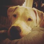 Profile Picture of Alex Whitehead (@_alex.w46_) on Instagram