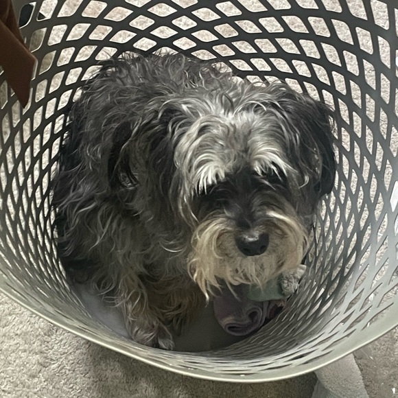 Profile Picture of Lily Edwards (@lilyisgrace) on Poshmark