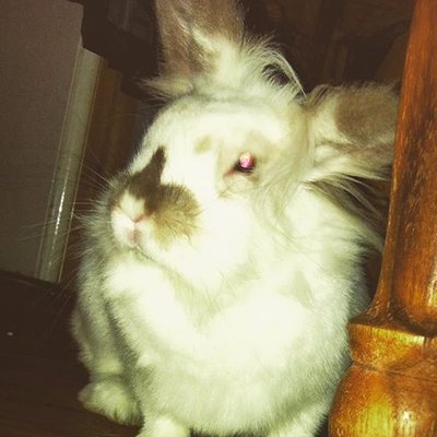 Profile Picture of Emily Pending (@BrambleBunnies) on Twitter