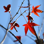 Profile Picture of Simon Wang (@wang-0000) on Flickr