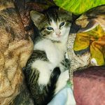 Profile Picture of Micheal James Cardines (@darkpheonixvirtualworld) on Instagram