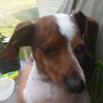 Profile Picture of Darlene Christensen (@mrsfibs) on Instagram