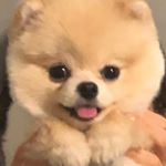 Profile Picture of 김구스 (@mung9s) on Instagram