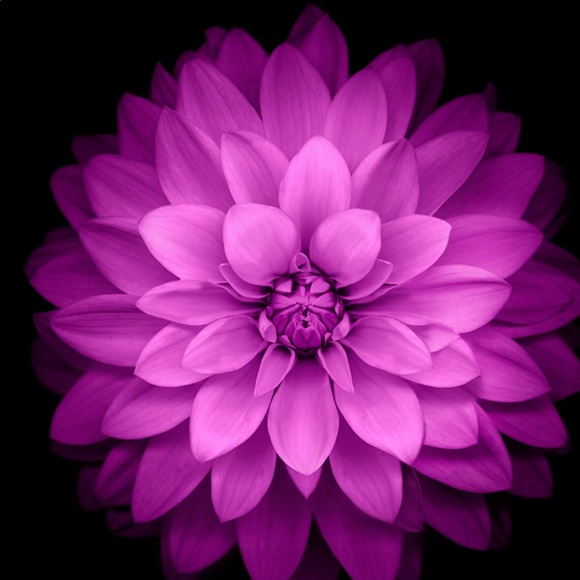 Profile Picture of Paulina Sliwinski (@paulinaslonce) on Poshmark