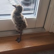 Profile Picture of Zeinab Issa (@Zeinab2013) on Youtube