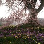 Profile Picture of 楊貴媚Yang Kuei-Mei (@kueimeiyang) on Instagram