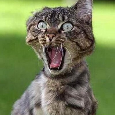 Profile Picture of Josh Flanders (@ilikeholycheese) on Twitter