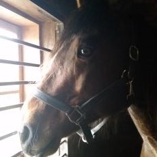 Profile Picture of Lori Longo (@tardy2000) on Twitter