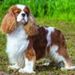 Profile Picture of Jesse Greenberg (@greenberg2279) on Pinterest