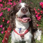 Profile Picture of 𝑀𝑎𝑥 𝑠𝑝𝑟𝑖𝑛𝑔𝑒𝑟 𝑠𝑝𝑎𝑛𝑖𝑒𝑙🐾 (@maxperritobebe) on Instagram