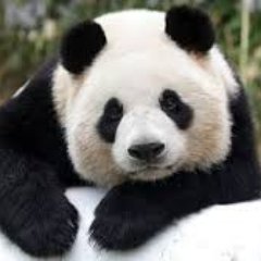 Profile Picture of Sam Wilburn (@CrazyPanda_beam) on Twitter