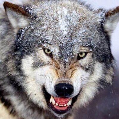 Profile Picture of Alexander Beeman04 (@AlexanderBeeman) on Twitter