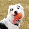 Profile Picture of Benjamin McGrath (@@daisythecollie) on Tiktok