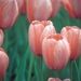Profile Picture of Purvi Dave (@purmun) on Pinterest