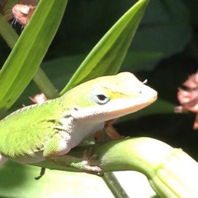 Profile Picture of Sam Cates (@@SamuelCates) on Twitter