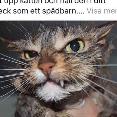 Profile Picture of Kevin Erik Norell (@NorellErik) on Twitter