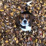 Profile Picture of Penny Wagner (@penny.the.chubby.beagle) on Instagram