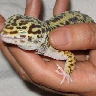 Profile Picture of Koota (@koota) on Twitter