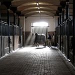 Profile Picture of Landgestüt Warendorf (@landgestuet_warendorf) on Instagram