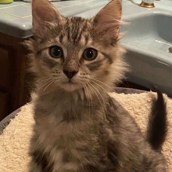 Profile Picture of Darian Dangerfield (@dariandangerfie) on Poshmark