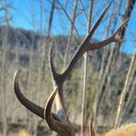 Profile Picture of Roy Joe Willey (@cowboywilley) on Instagram