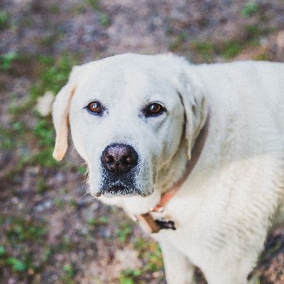 Profile Picture of Pleasant_danny (@pleasant_danny) on Twitter