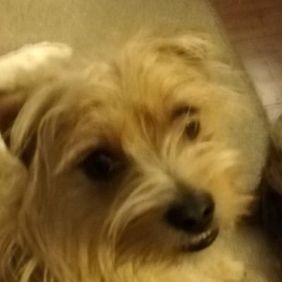 Profile Picture of Steve Lake (@StevenL31068450) on Twitter